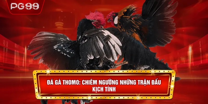 Đá Gà Thomo - Chiêm Ngưỡng Những Trận Đấu Kịch Tính